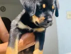 Rottweiler Puppy