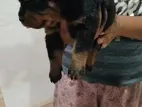 Rottweiler Puppy