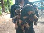 Rottweiler Puppy