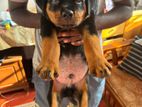 Rottweiler Puppy
