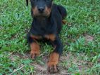 Rottweiler Female Puppy