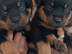 Rottweiler Puppies