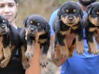 Rottweiler Puppy
