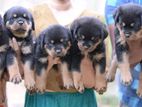 Rottweiler Puppy