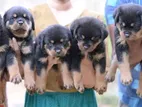 Rottweiler Puppy