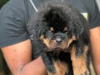 Rottweiler Puppy