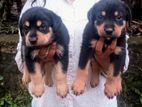 Rottweiler Puppy