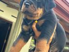 Rottweiler Puppy