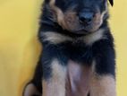 Rottweiler Puppy