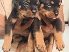 Rottweiler Puppy