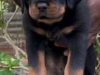 Rottweiler Puppy