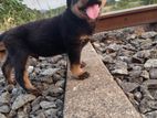 Rottweiler Puppy