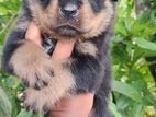 Rottweiler Puppy