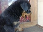 Rottweiler Puppy
