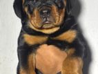 Rottweiler Puppy