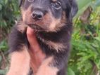 Rottweiler Puppy