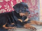 Rottweiler Puppy