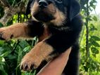 Rottweiler Puppy