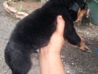Rottweiler Puppy