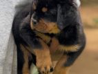 Rottweiler Puppy