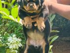 Rottweiler Puppy