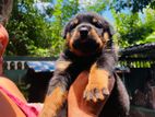Rottweiler Puppy