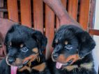 Rottweiler Puppy