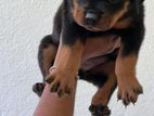 Rottweiler Puppy