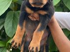 Rottweiler Puppy