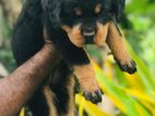Rottweiler puppy