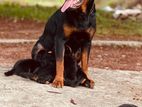 Rottweiler Puppy