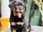 Rottweiler Puppy