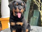 Rottweiler puppy
