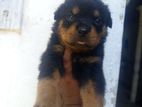Rottweiler Puppy