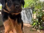 Rottweiler puppy