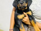Rottweiler Puppy