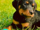 Rottweiler Puppy