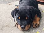 Rottweiler Puppy