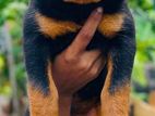 rottweiler puppy