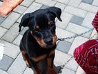 Rottweiler Puppy