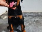 Rottweiler Puppy