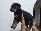 Rottweiler Puppy