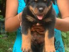 Rottweiler puppy For Sale