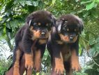 Rottweiler Puppy for sale