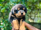 Rottweiler Puppy
