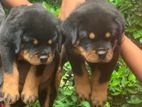 Rottweiler Puppies