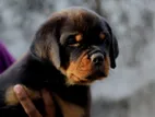 Rottweiler Puppy
