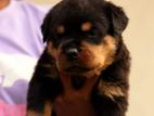 Rottweiler Puppy