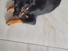Rottweiler Puppy