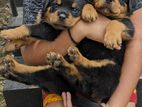 Rottweiler Puppy